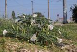 Datura wrightii. Цветущее растение. Крым, Севастополь, пустырь. 08.08.2026.