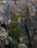 Saxifraga spinulosa. Плодоносящие растения в расщелине скалы. Полярный Урал, верховья р. Большой Ханмей, средняя часть склона горы. 14.08.2026.