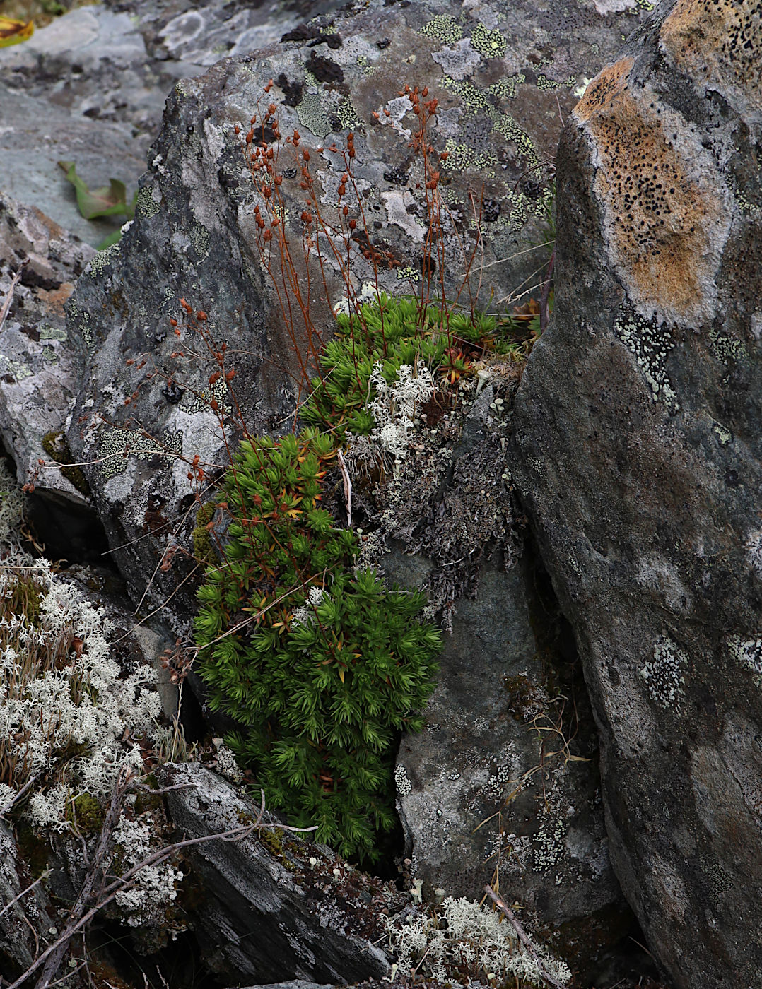 Image of Saxifraga spinulosa specimen.