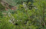 Xanthoceras sorbifolium