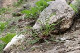 Astragalus substipitatus. Цветущее растение. Узбекистан, Гиссарский хр., басс. р. Сангардак, окр. Палгасая, ок. 1550 м н.у.м., 13.04.2025.