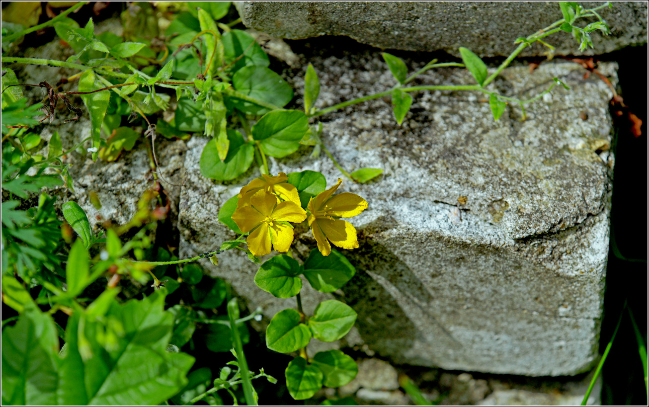 Image of Lysimachia nummularia specimen.