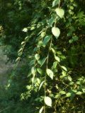 Ulmus pumila. Ветвь. Республика Молдова, муниципалитет Кишинёв, г. Кодру, пустырь. 1 августа 2026 г.