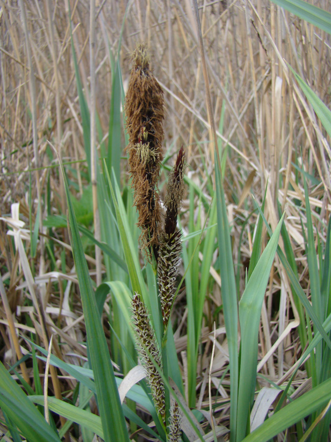 Изображение особи Carex riparia.