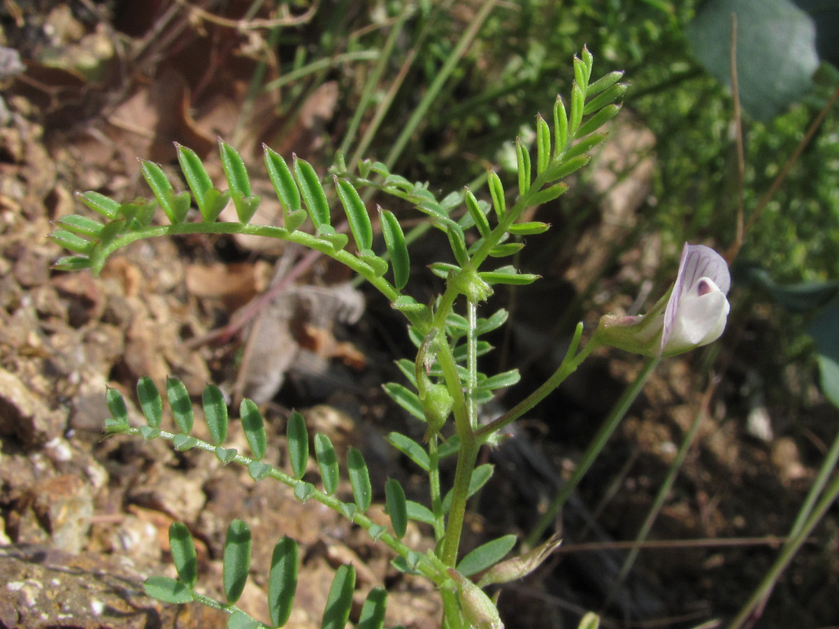 Image of Vicia ervilia specimen.