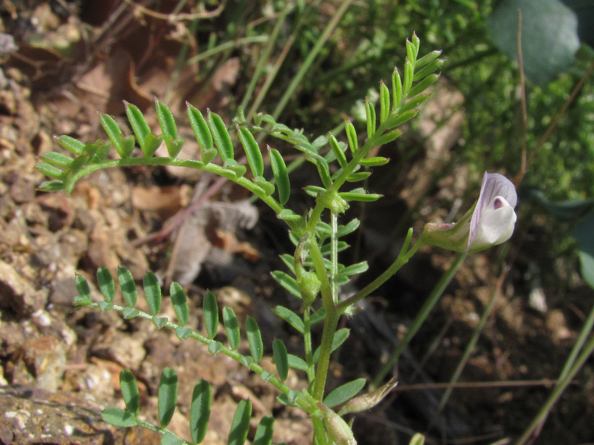 Изображение особи Vicia ervilia.