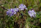 Lactuca sibirica