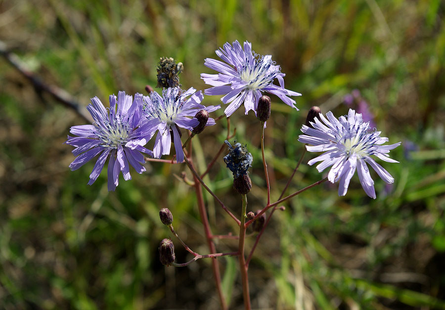 Изображение особи Lactuca sibirica.