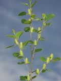 Betula humilis