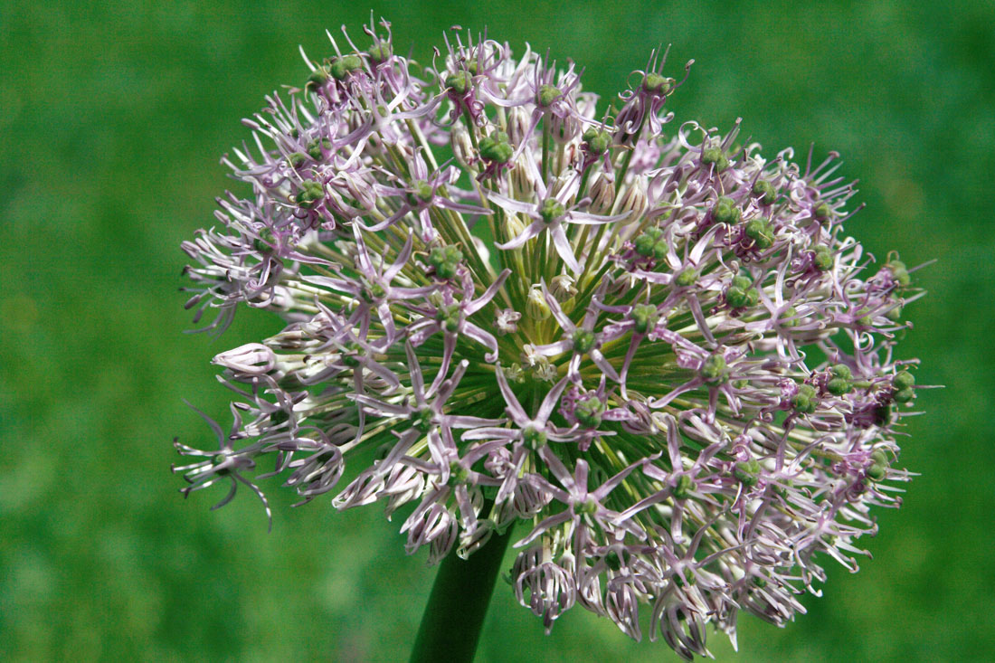 Изображение особи Allium stipitatum.