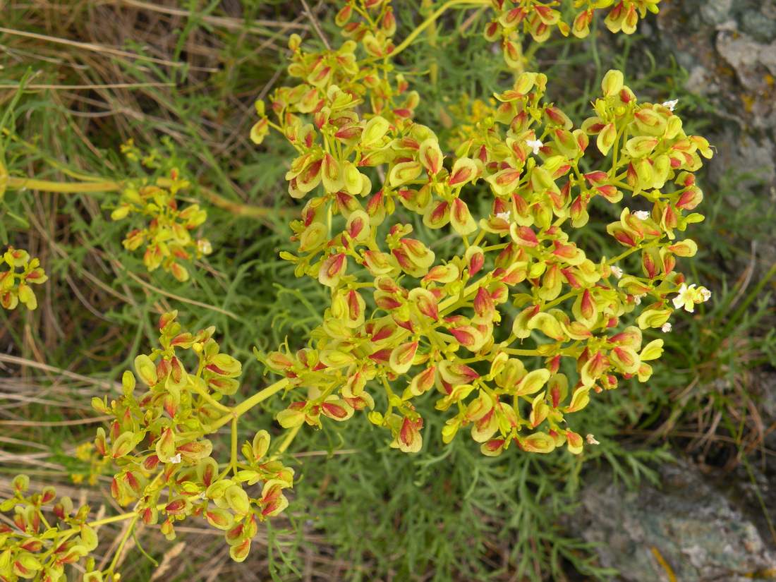 Image of Patrinia intermedia specimen.