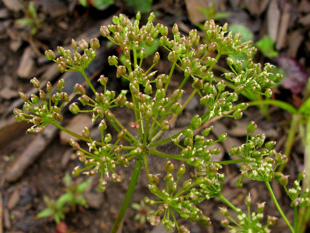 Image of Aegopodium alpestre specimen.