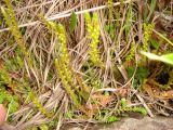 Selaginella helvetica