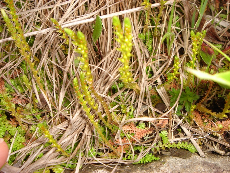 Image of Selaginella helvetica specimen.