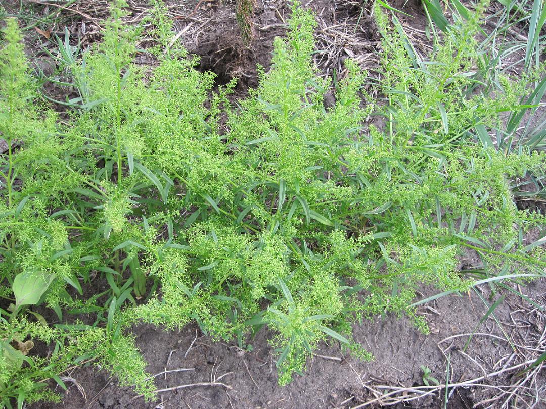 Image of Teloxys aristata specimen.