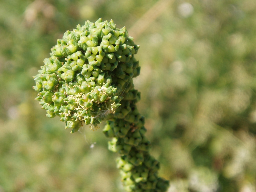 Изображение особи Reseda luteola.