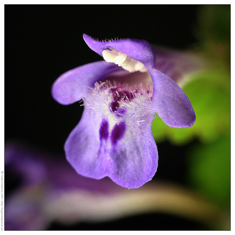 Изображение особи Glechoma hederacea.