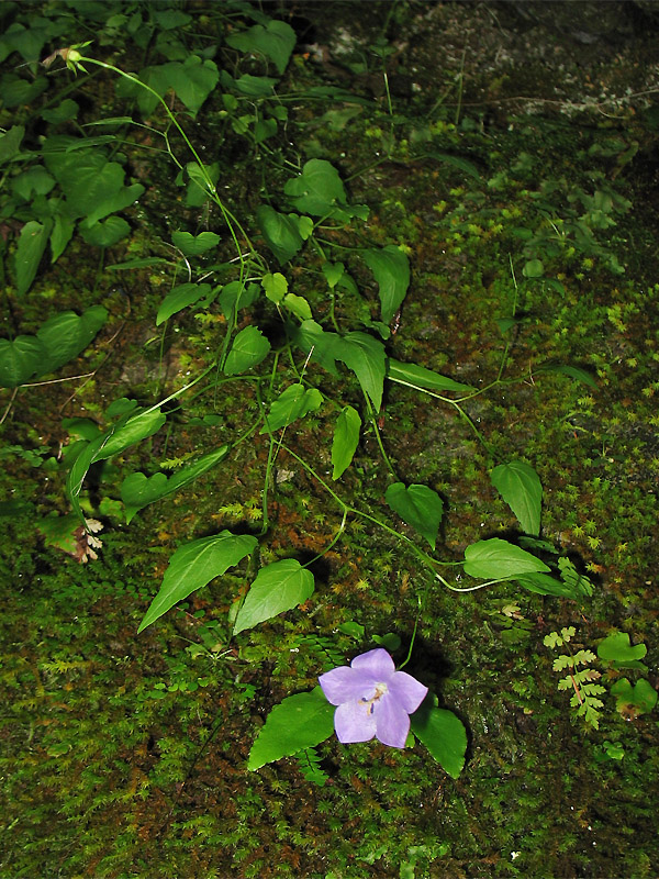 Изображение особи Campanula carpatica.