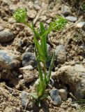 Valerianella turkestanica