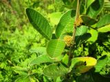 Lespedeza tomentosa. Часть побега с соплодиями. Приморский край, Партизанский р-н, окр. с. Екатериновка, известняковые скалы. 10.09.2011.