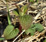 Lamium album