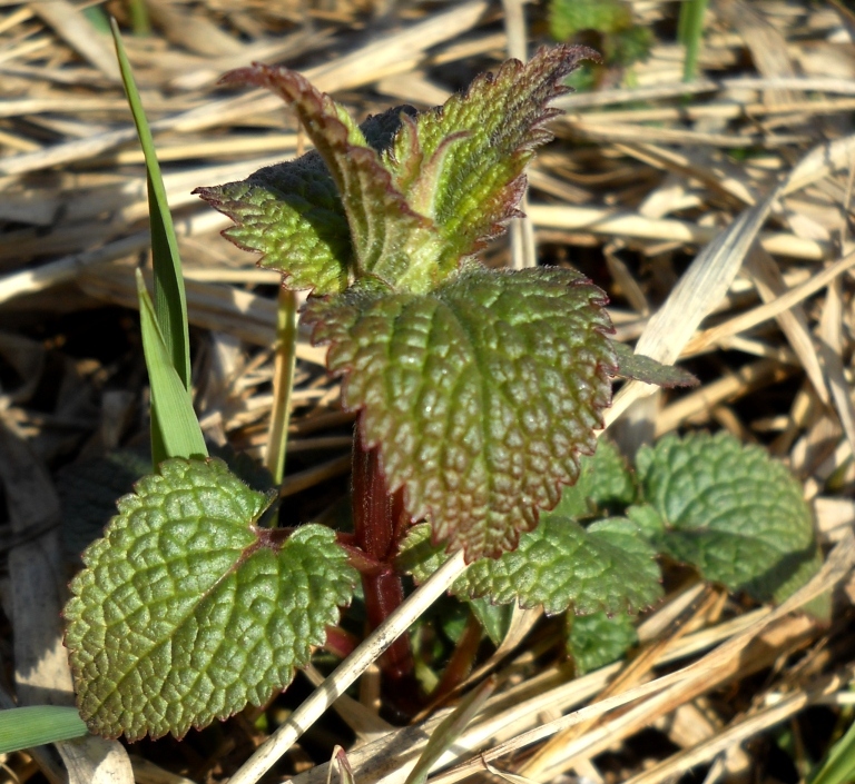 Image of Lamium album specimen.