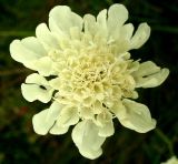 Scabiosa ochroleuca