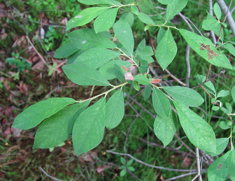 Image of Salix &times; ludificans specimen.
