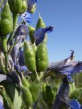 Delphinium cyananthum. Плоды. Казахстан, Алматинская обл., Алакольский р-н, оз. Синее. 7 июля 2011 г.