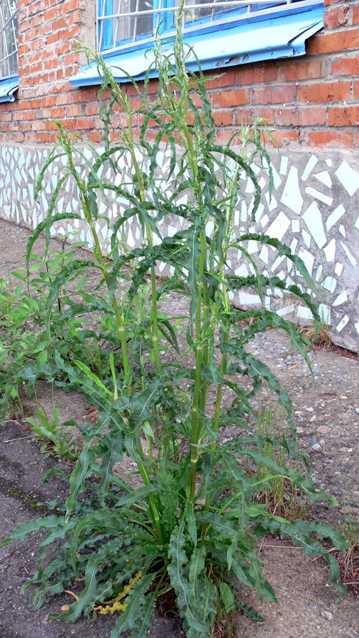 Изображение особи Rumex crispus.