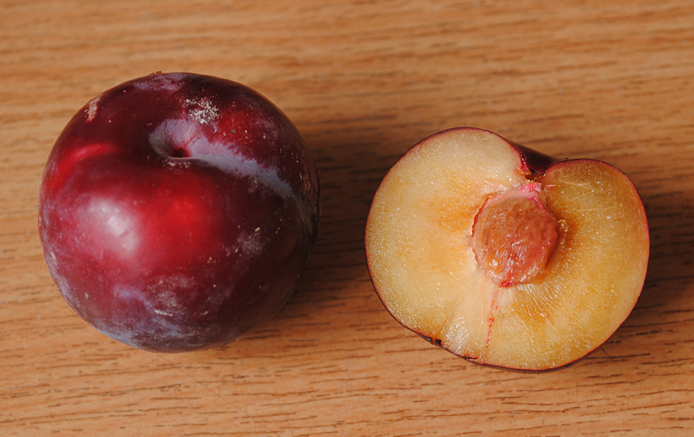 Image of Prunus salicina specimen.