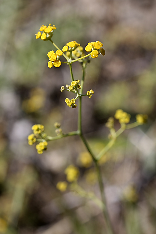 Image of Bupleurum exaltatum specimen.