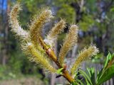 Salix udensis