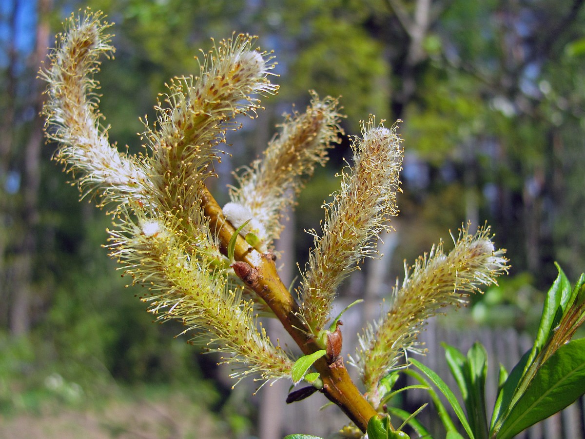 Image of Salix udensis specimen.