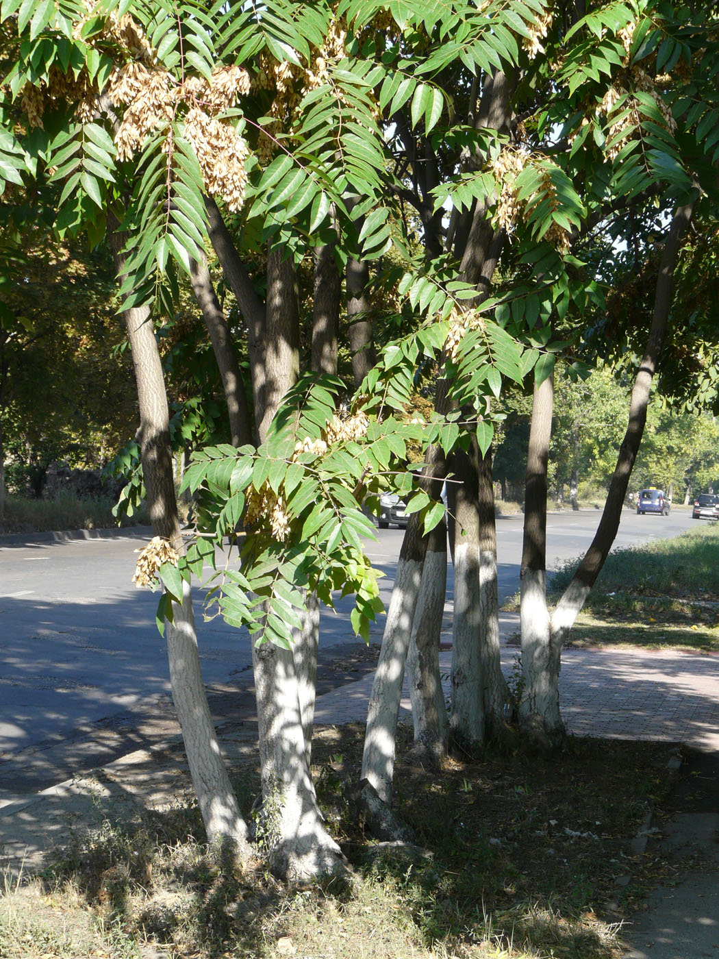 Изображение особи Ailanthus altissima.