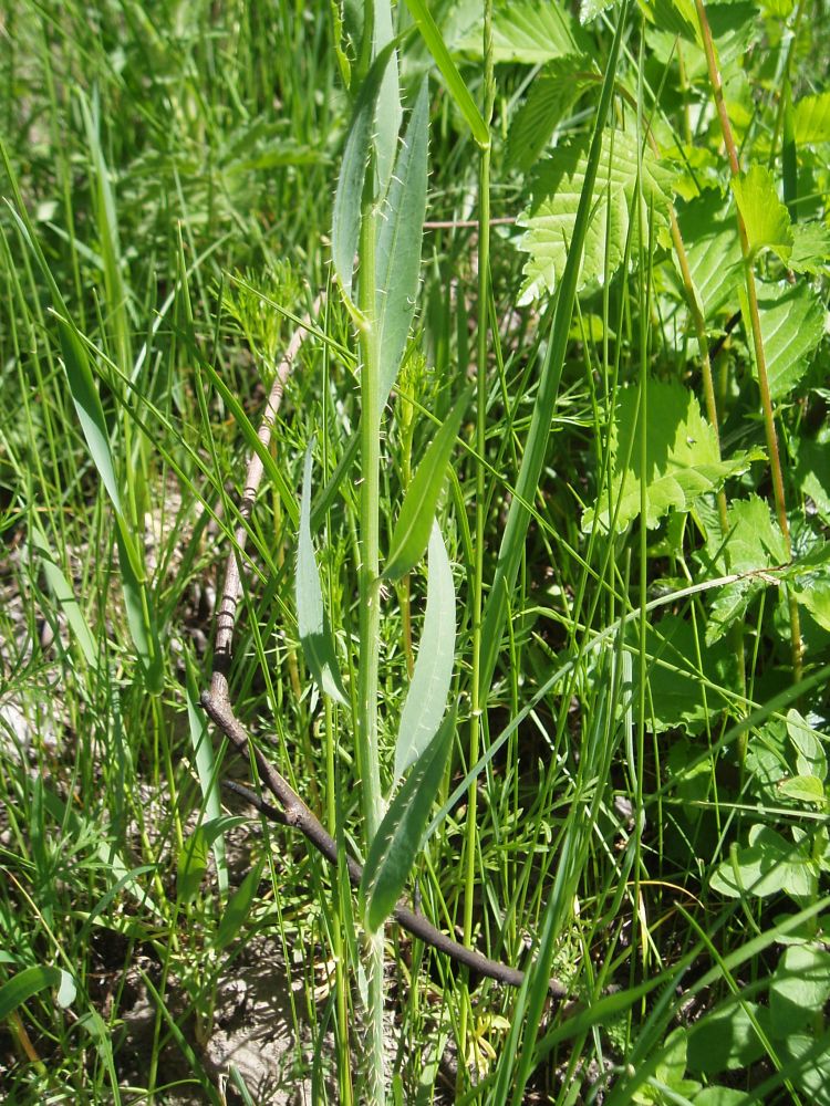 Изображение особи Chondrilla latifolia.