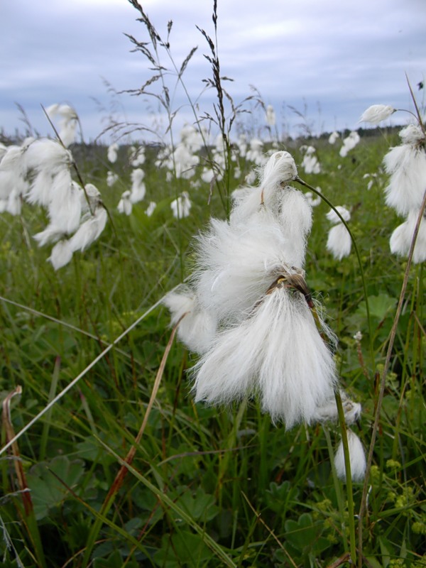 Изображение особи Eriophorum angustifolium.