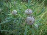 Cirsium polonicum