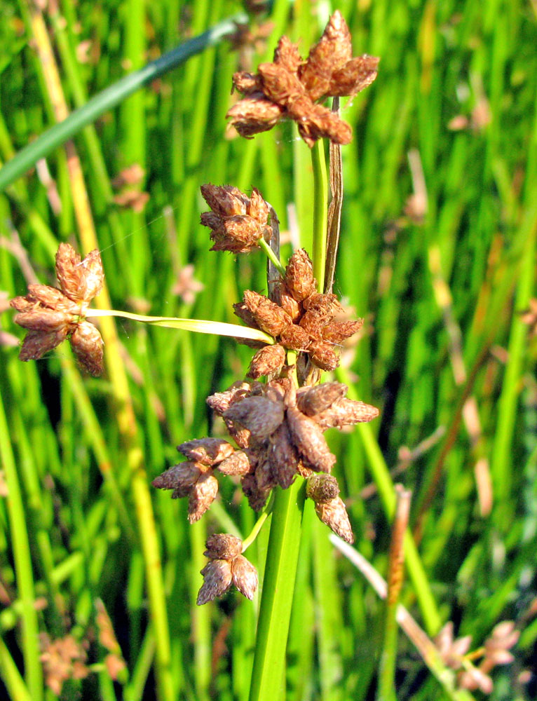 Image of Schoenoplectus triqueter specimen.