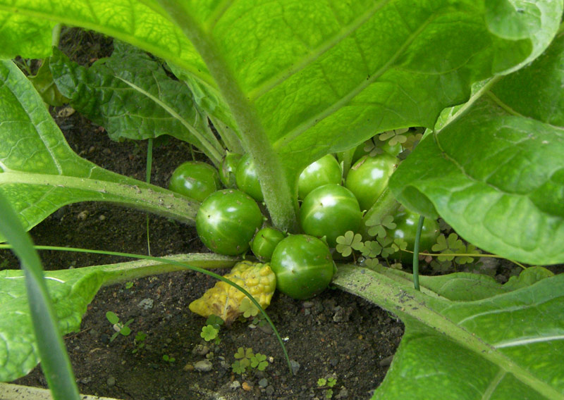 Image of Mandragora officinarum specimen.