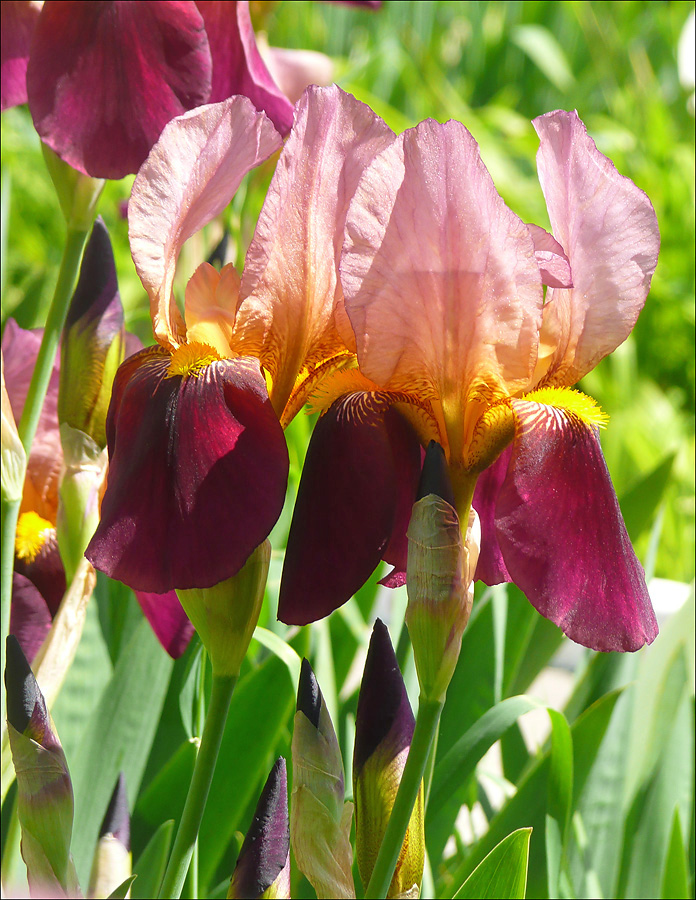 Image of Iris × hybrida specimen.