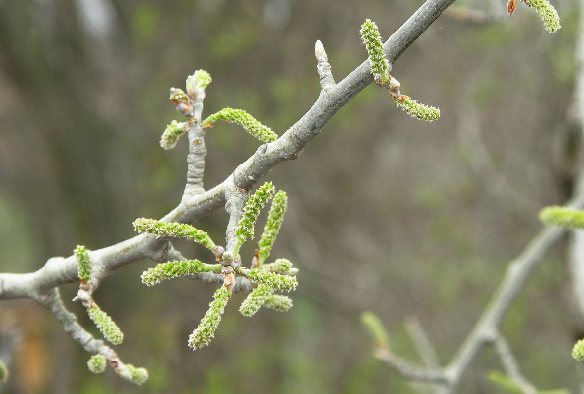 Image of Populus × canescens specimen.