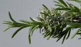 Lavandula angustifolia. Верхушка побега с молодыми листьями. Германия, г. Кемпен, в культуре. 14.04.2012.