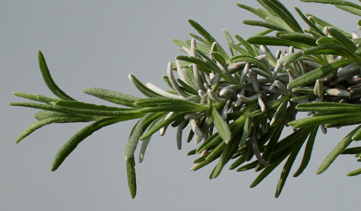 Image of Lavandula angustifolia specimen.