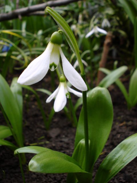 Image of Galanthus krasnovii specimen.