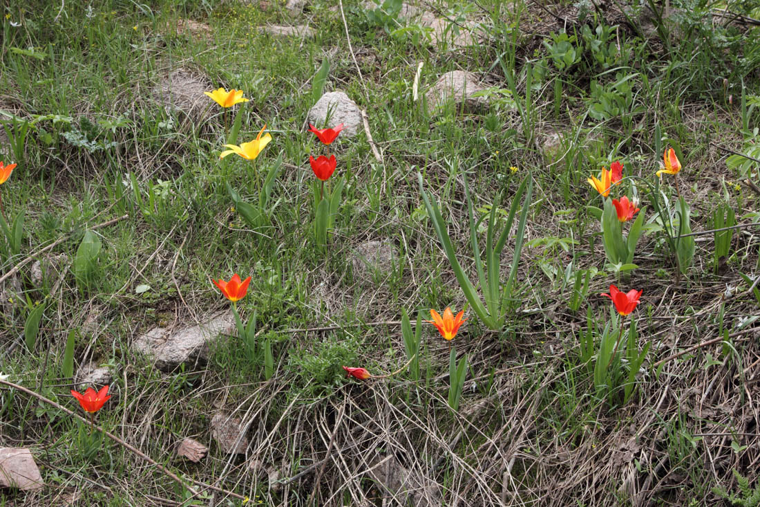 Image of Tulipa tschimganica specimen.