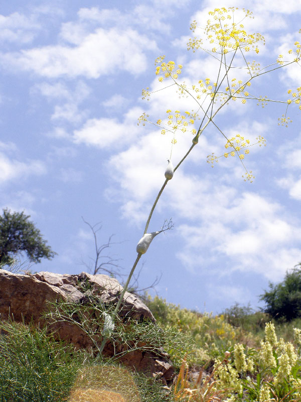 Изображение особи Ferula ugamica.