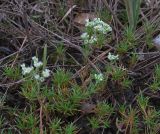 Scleranthus perennis. Цветущие растения. Курская обл., Железногорский р-н, с. Жидеевка, ур. Жидеевская дача. 9 июля 2008 г.