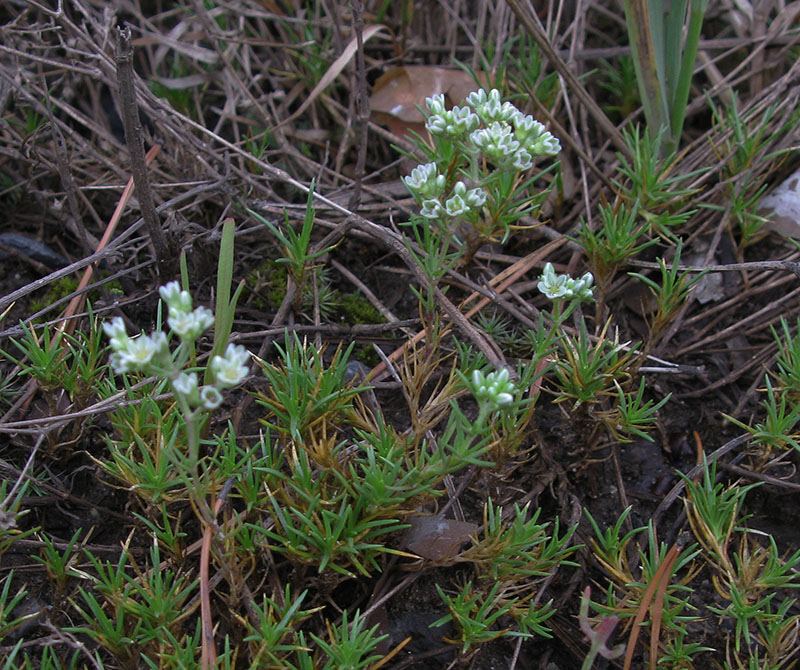 Изображение особи Scleranthus perennis.