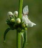 Stachys krynkensis